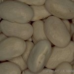Aunt Barb's Baked Beans