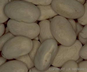 Navy Bean Navy Bean
