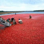 Apple Cranberry Crisp