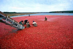 Cranberry bogs blow my mind.  Look at this!