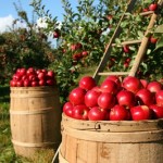 Picking Apples 