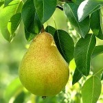 Orange Glazed Pears
