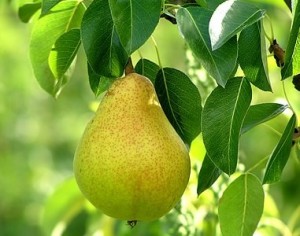 ...in a pear tree