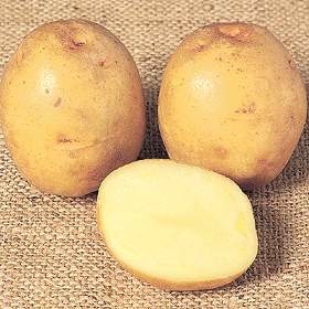 Great mash begins with the right potato.  Yukon Gold.