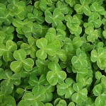 Happy St. Patrick's Day!