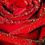Flowers For Mom