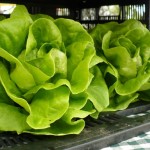 Lettuce Tacos